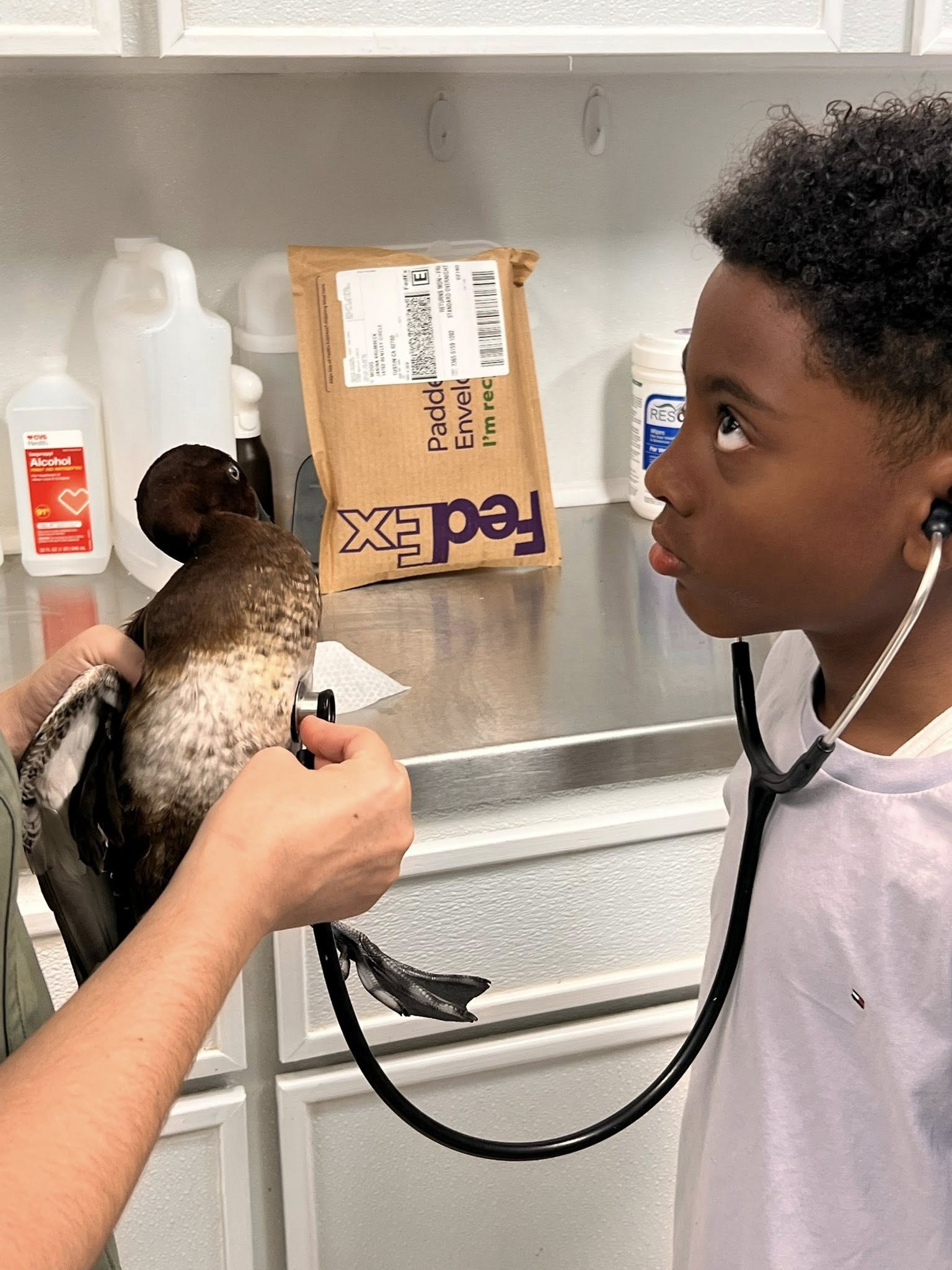 Featured image for “Boy birds”