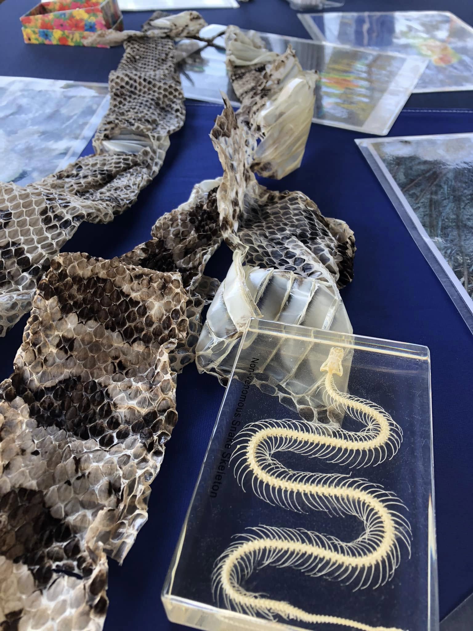 Featured image for “Junior Naturalists Workshop – Herpetology”