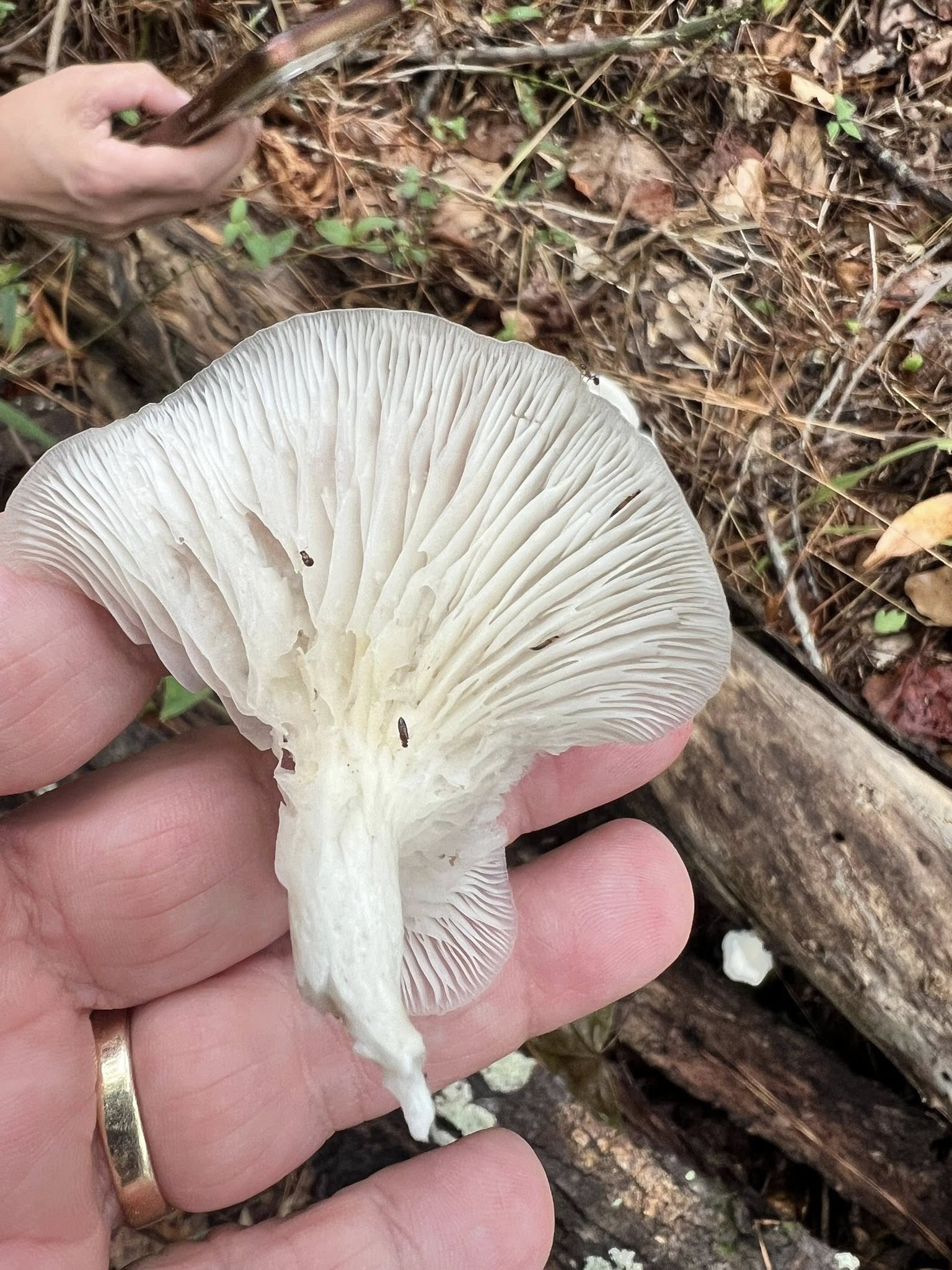 Featured image for “6 Mushroom”