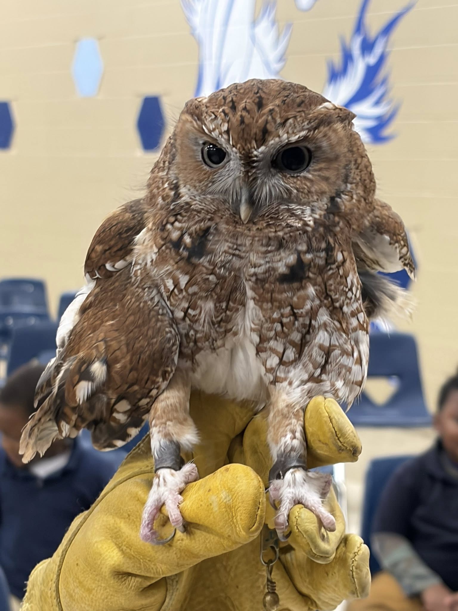 Featured image for “1 Screech Owl”